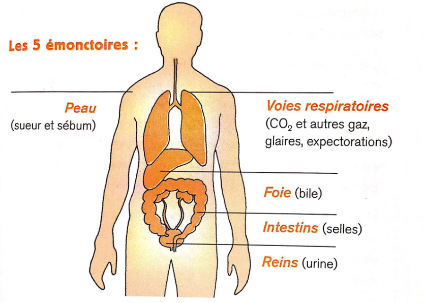 Les organes emonctoires sont les principaux organes de notre organisme