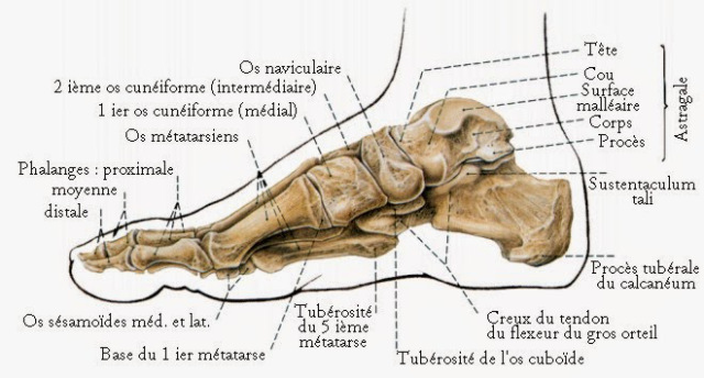 anatomie pied